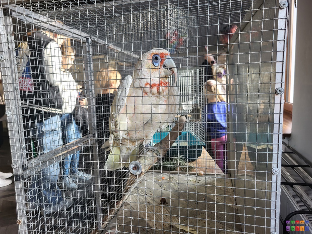 Jubileuszowa wystawa kanarków, papug i ptaków egzotycznych